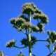 unesco listesindeki agave bitkisi beylikduzunde cicek acti jHzZBKpr 80x80
