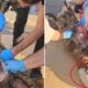 zehirtacirlerinin son oyunu olu koyunun karnindan cikanlar polisi de soke etti zAd45ZZn 80x80