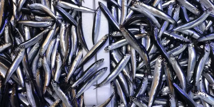 En Çok Tüketilen Balık Değişti, Hamsi Zirveyi Kaybetti