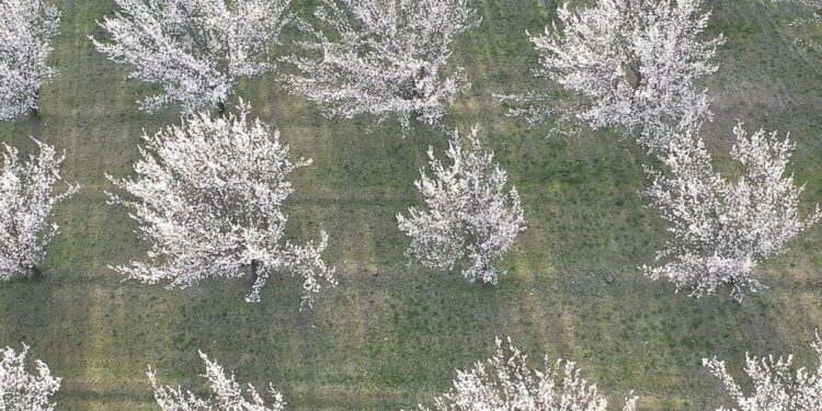 Mest eden manzara: Akdeniz değil, Doğu’nun Çukurova’sı