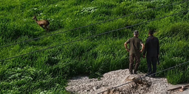 Kırşehir merkezine inen karaca kameraya yansıdı