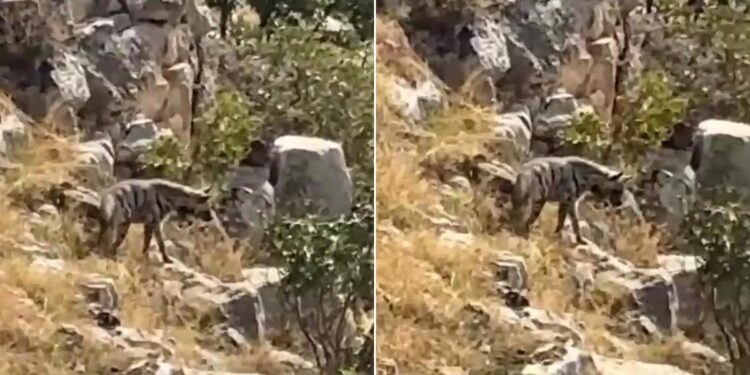 Hayvanlarını otlatırken gördü! Nesli tehlike altında